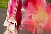 LILIUM STARGAZER BUD AND REFLECTION OF FLOWER