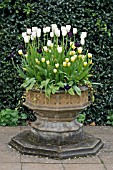 TULIPA PURISSIMA IN STONE PLANTER,  MAY