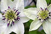 CLEMATIS SEIBOLDII