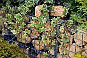 STONE FILLED GABIONS WITH IVY,  HEDERA HELIX