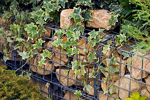 STONE_FILLED_GABIONS_WITH_IVY__HEDERA_HELIX