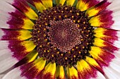 CHRYSANTHEMUM TRICOLOR