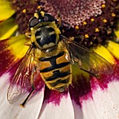 HOVERFLY ON CHRYSANTHEMUM TRICOLOR