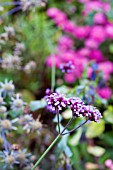 VERBENA BONARIENSIS