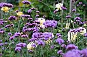 VERBENA BONARIENSIS AND YELLOW ROSES