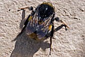 BEE RESTING IN THE SUN