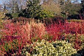 CORNUS ALBA SIBIRICA IN WINTER BORDER