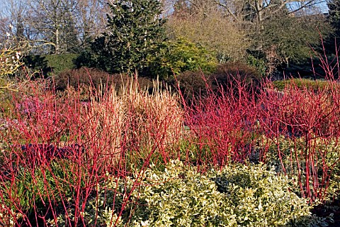 CORNUS_ALBA_SIBIRICA_IN_WINTER_BORDER