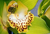 CYMBIDIUM