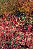 CORNUS ALBA SIBIRICA AND SALIX ALBA L. CHERMESINA IN ASSOCIATION