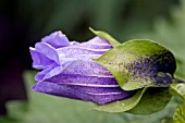 COBAEA SCANDENS,  CUP AND SAUCER VINE,  CATHEDRAL BELL