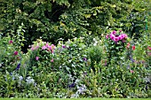 DAHLIAS IN BORDER IN MONETS GARDEN,  GIVERNY,  FRANCE,  AUGUST