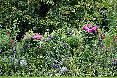 DAHLIAS_IN_BORDER_IN_MONETS_GARDEN__GIVERNY__FRANCE__AUGUST