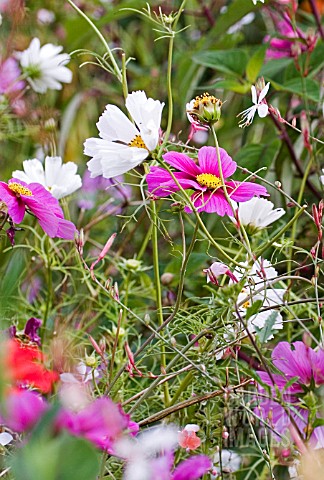 TANGLE_OF_WILD_FLOWERS__AND_COSMOS