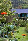 TITHONIA ROTUNDIFOLIA TORCH IN FOREGROUND