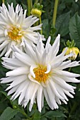 WHITE SEMI CACTUS DAHLIA