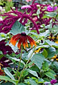 RUDBECKIA IN MIXED BORDER