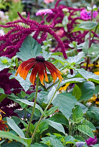 RUDBECKIA_IN_MIXED_BORDER