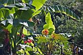 TROPICAL GARDEN WITH MUSA,  BANANAS FLOWERING FOR THE FIRST TIME AT CLARE COLLEGE,  CAMBRIDGE