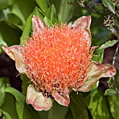 SCADOXUS PUNICEUS PAINTBRUSH