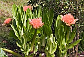 SCADOXUS PUNICEUS SUBSP. MAGNIFICUS