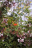 JASMINUM CLIMBING IN AMONGST OTHER CLIMBERS