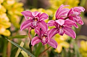 CYMBIDIUM INSIGNE MRS CARL HOLMES