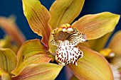 CYMBIDIUM FLOWER