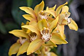 CYMBIDIUM FLOWERS