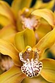 CYMBIDIUM FLOWERS,  ORCHID