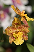 X ODONTOCIDIUM,  ORCHID