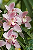 CYMBIDIUM FLOWERS,  ORCHID