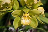 CYMBIDIUM FLOWERS,  ORCHID