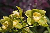 CYMBIDIUM FLOWERS,  ORCHID