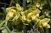 CYMBIDIUM FLOWERS,  ORCHID