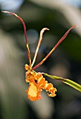 PSYCHOPSIS PAPILIO,  ORCHID