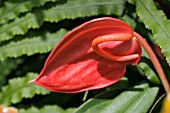 ANTHURIUM,  FLAMINGO FLOWER,  TAIL FLOWER