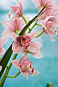 CYMBIDIUM,  ORCHID