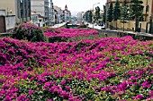RIVER COVERED IN CANOPY OF PINK BOUGAINVILLEA,  FUNCHAL,  MADEIRA