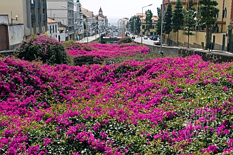 RIVER_COVERED_IN_CANOPY_OF_PINK_BOUGAINVILLEA__FUNCHAL__MADEIRA