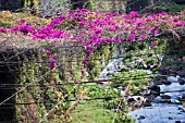 RIVER COVERED IN CANOPY OF PINK BOUGAINVILLEA,  FUNCHAL,  MADEIRA