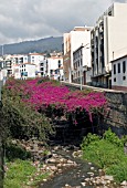 RIVER COVERED IN CANOPY OF PINK BOUGAINVILLEA,  FUNCHAL,  MADEIRA