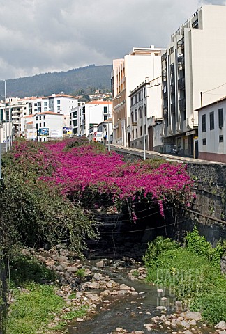 RIVER_COVERED_IN_CANOPY_OF_PINK_BOUGAINVILLEA__FUNCHAL__MADEIRA