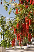 CALLISTEMON RIGIDUS,  STIFF BOTTLEBRUSH