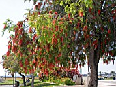 CALLISTEMON RIGIDUS,  STIFF BOTTLEBRUSH TREE,  FUNCHAL,  MADEIRA