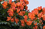 SPATHODEA CAMPANULATA,  AFRICAN TULIP TREE,  FLAME OF THE FOREST
