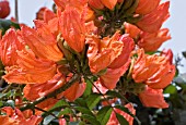 SPATHODEA CAMPANULATA,  AFRICAN TULIP TREE,  FLAME OF THE FOREST