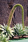 AGAVE ATTENUATA,  SPINELESS CENTURY PLANT