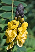 SENNA DIDYMOBOTRYA,  POPCORN BUSH,  PEANUT BUTTER CASSIA