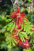 CALLIANDRA TWEEDII,  MEXICAN FLAME BUSH